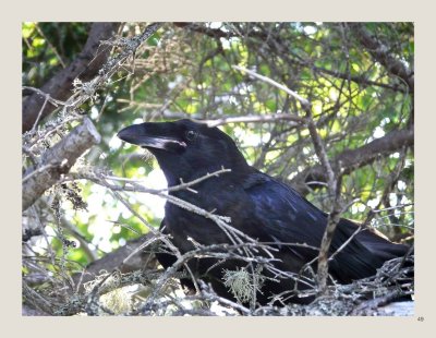 49 - Common Raven