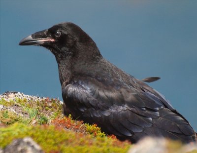 50 - Common Raven