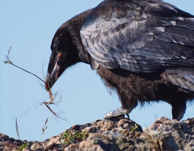 51 - Common Raven