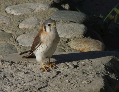 52 - American Kestrel