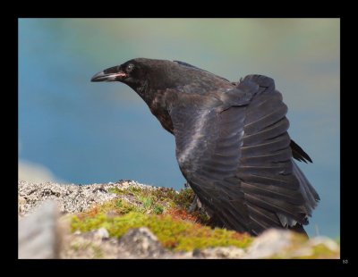 53 - Common Raven