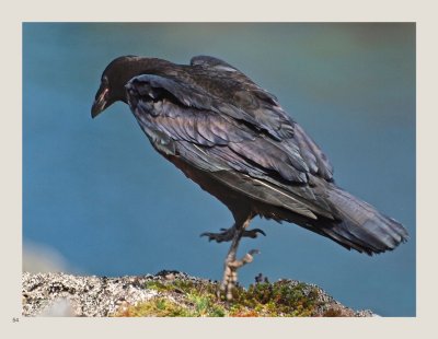54 - Common Raven
