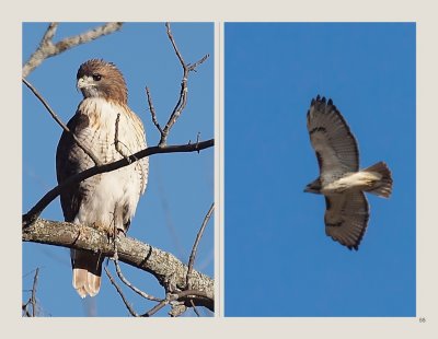 55 - Red-tailed Hawk