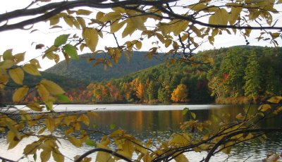 Yellow Leaves on Hills Pond