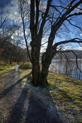 Tree shadows