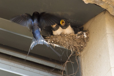 Young swallows