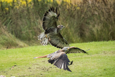 Buzzard and red kite