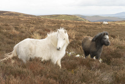 Wild horses
