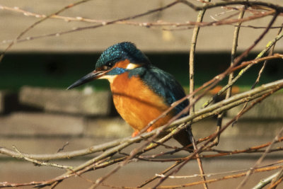 Kingfisher