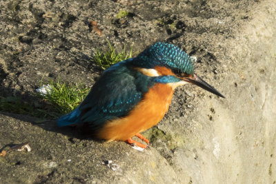 Kingfisher