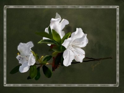 white azalea.jpg