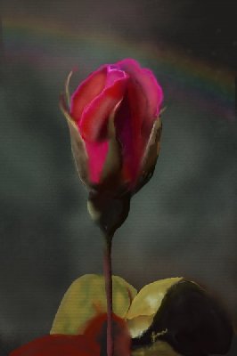 A rose bud