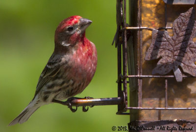House Finches 