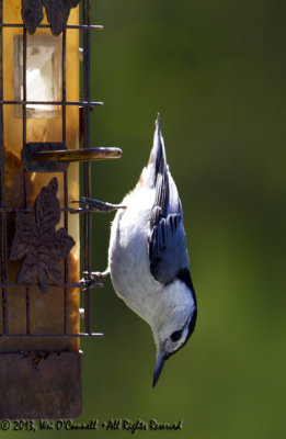 White-breasted Nuthatch