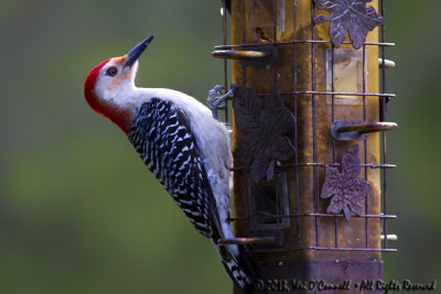 Red-bellied Woodpecker - Male