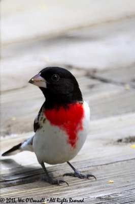 Rose-breasted Grosbeak