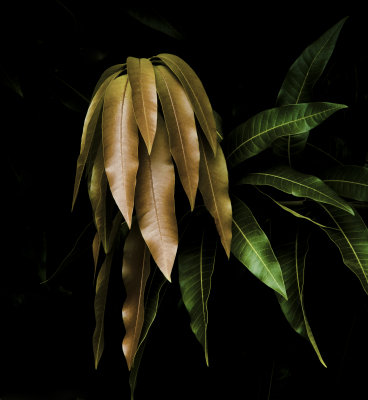 Mango Leaves