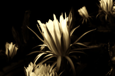 Night Blooming Cereus