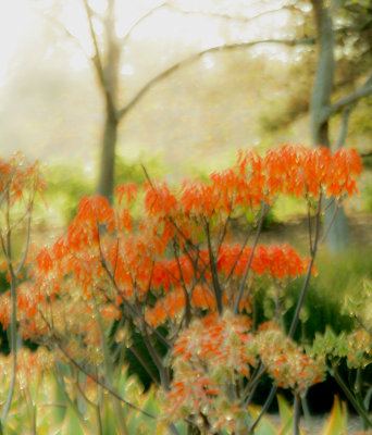 Flora