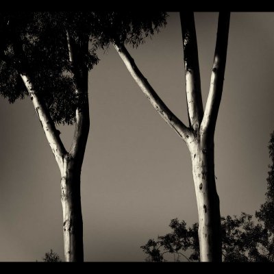 Eucalyptus Trees