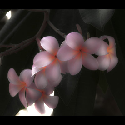 Backlit.jpg