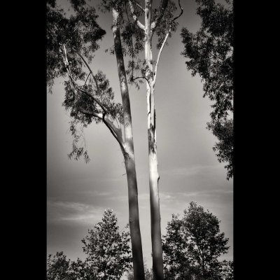 Eucalyptus.jpg