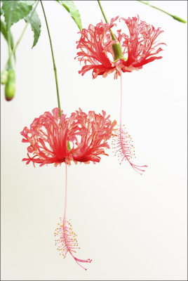 Hibiscus.jpg