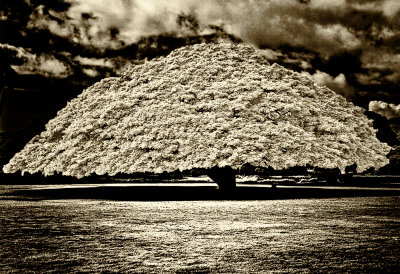 roundedtree.jpg