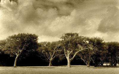 dancing trees