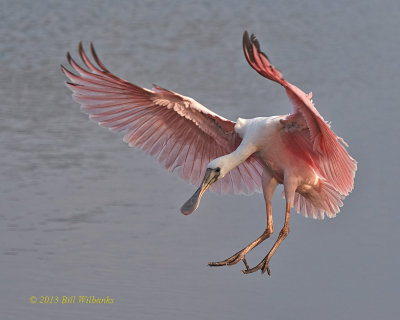 Fledgling Landing.jpg