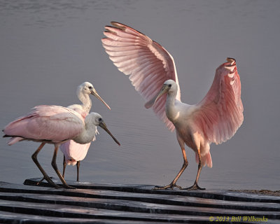 If You Want to Learn to Fly  Lift Your Wings like This.jpg