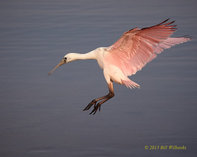 Sticking a  Landing.jpg