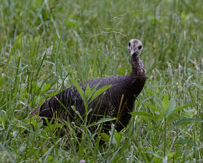 Wild Turkey.jpg