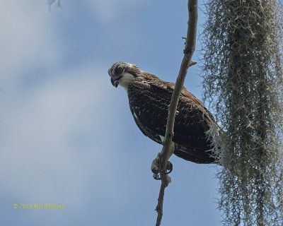 Osprey.jpg