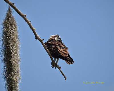 Osprey 02.jpg