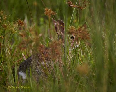 Rabbit 01.jpg