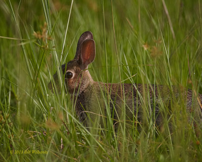 Rabbit 02.jpg