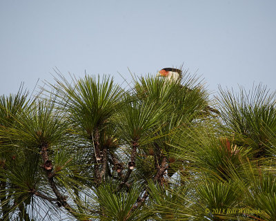 Crested Caracra in the Pines.jpg