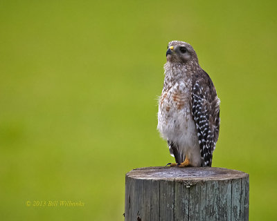 Hawk 01.jpg