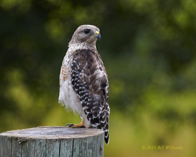 Hawk 02.jpg