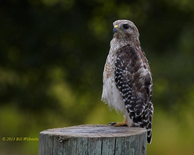 Hawk 03.jpg