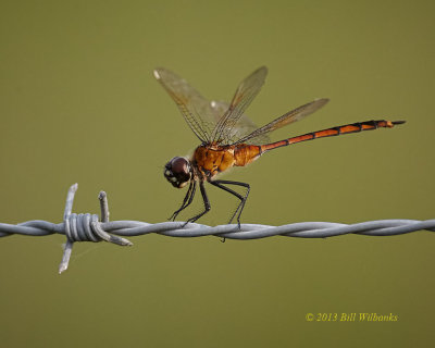 Dragonfly 04.jpg