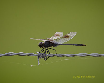 Dragonfly 05.jpg