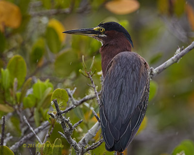 Green Heron 01.jpg
