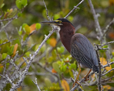 Green Heron 02.jpg