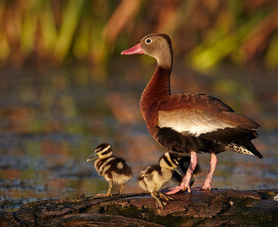 Black Belly Whistling Duck Family.jpg