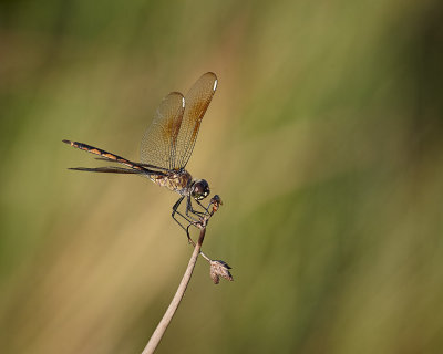 Dragonfly.jpg