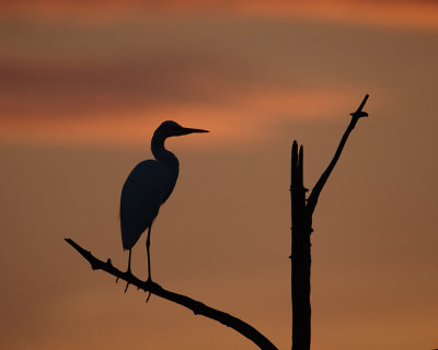 Great Egret in the Sunrise.jpg