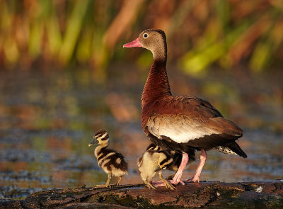 Black Belly Whistling Ducks 03.jpg