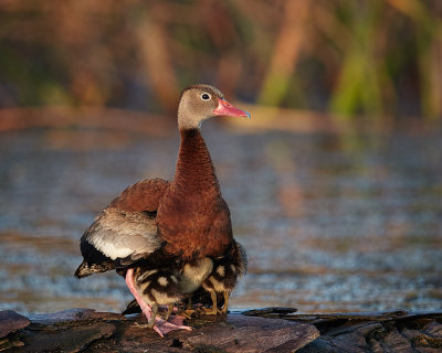 Black Belly Whistling Ducks.jpg